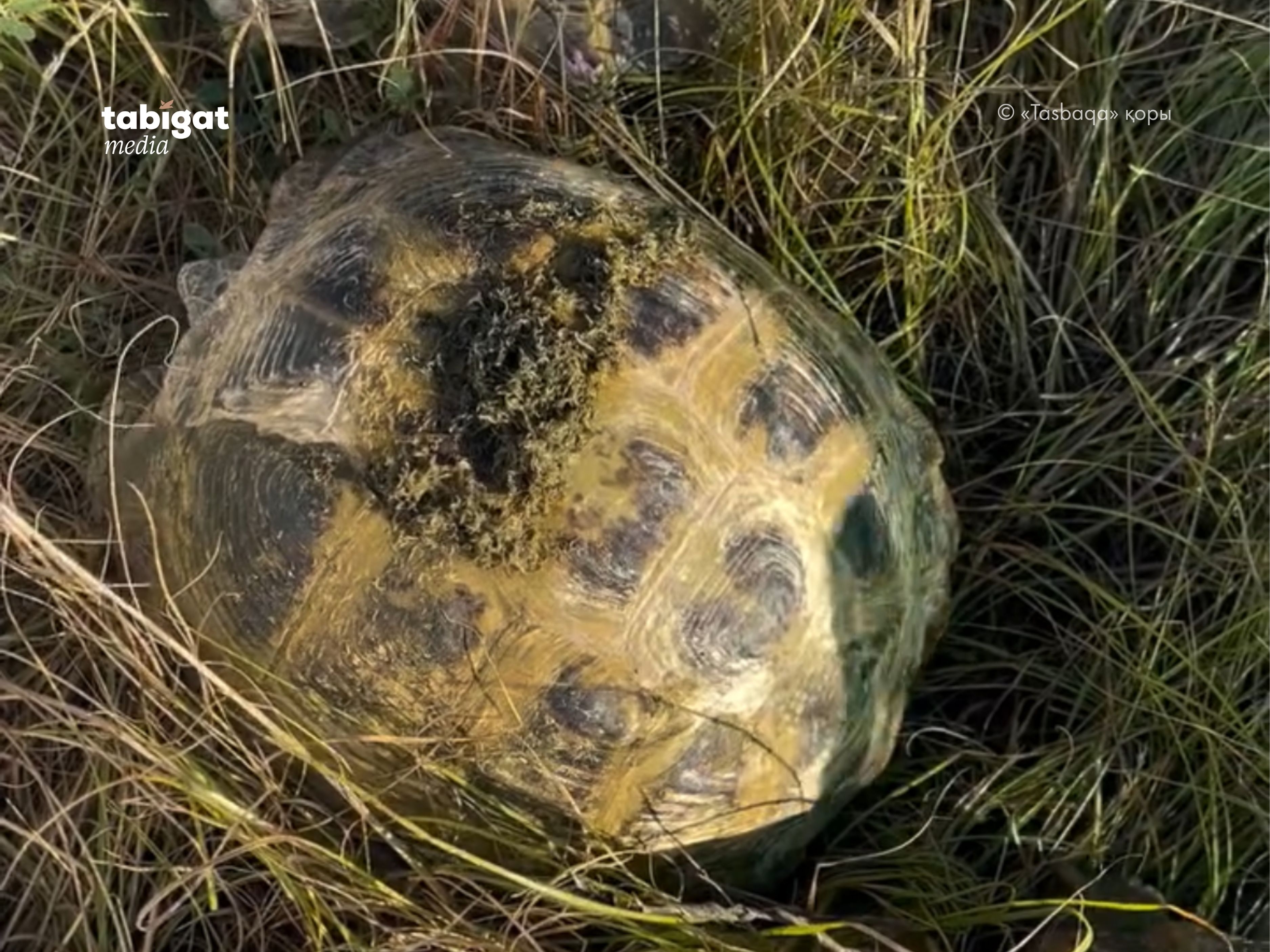 Қынаптағы тасбақа